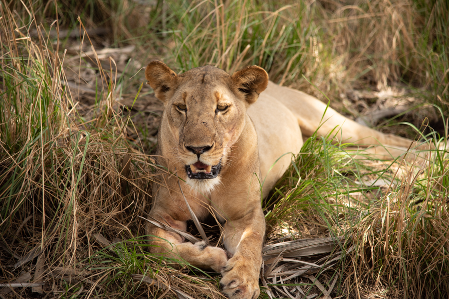 Safari-Urlaub Tansania