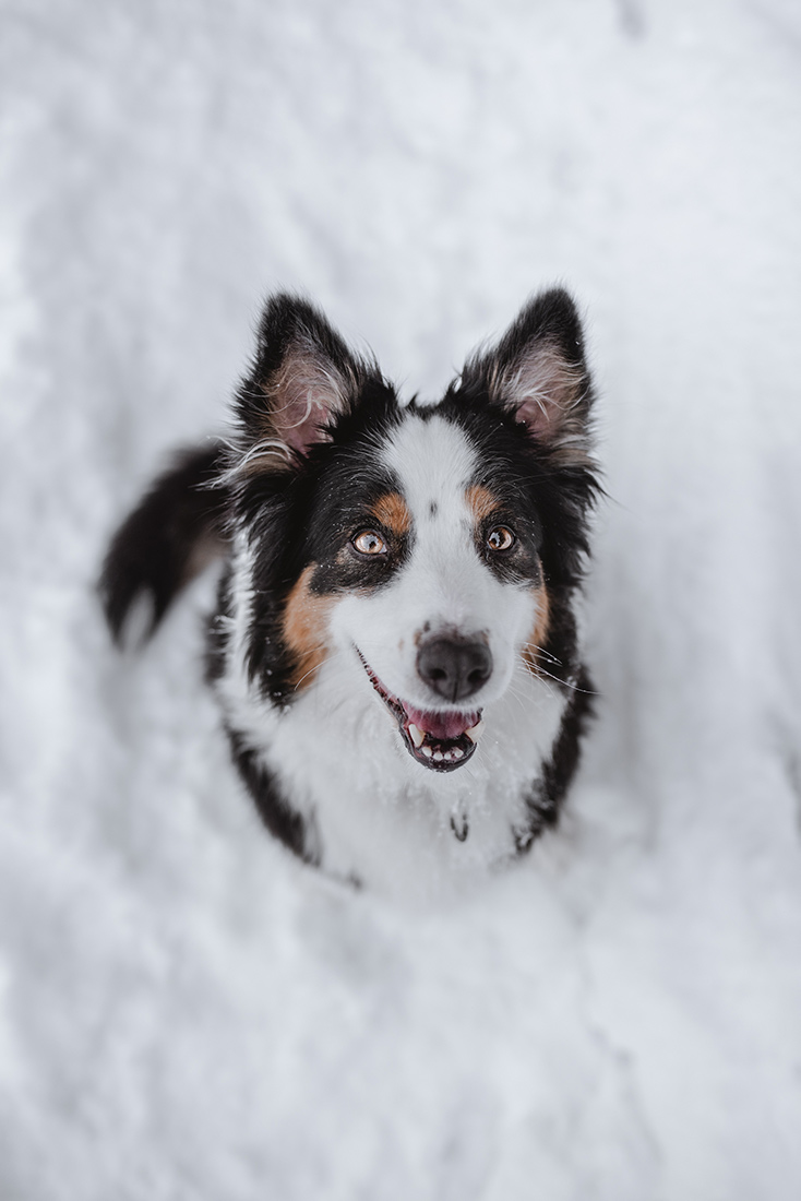 Hund Fotoshooting