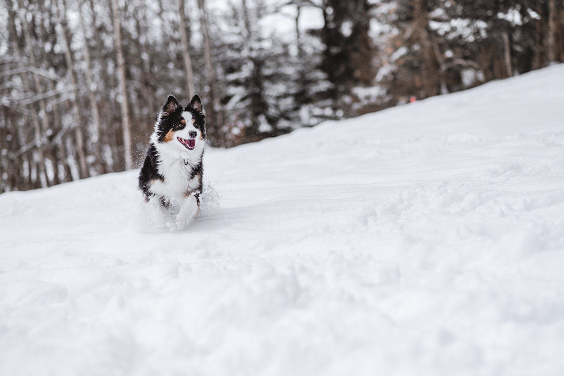 Hund spielt im Schnee