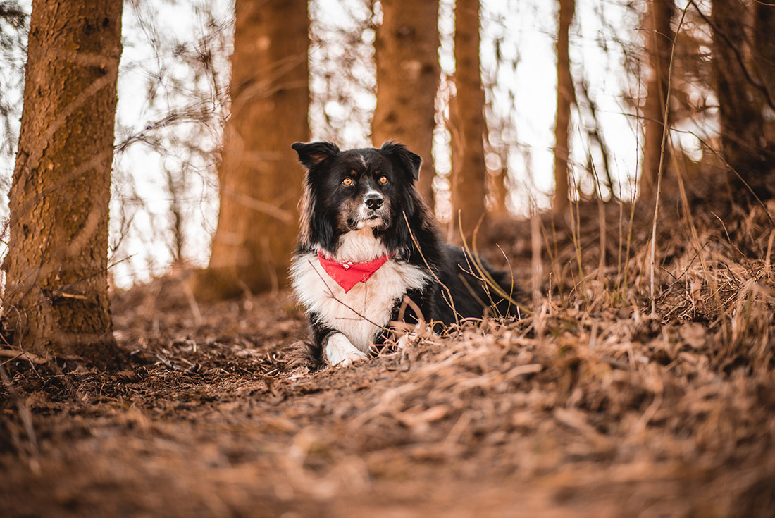 Australian Shepherd