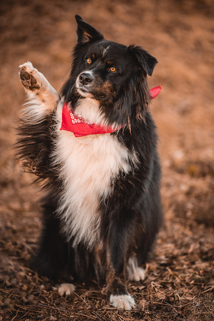 Foto Austrialian Shepherd