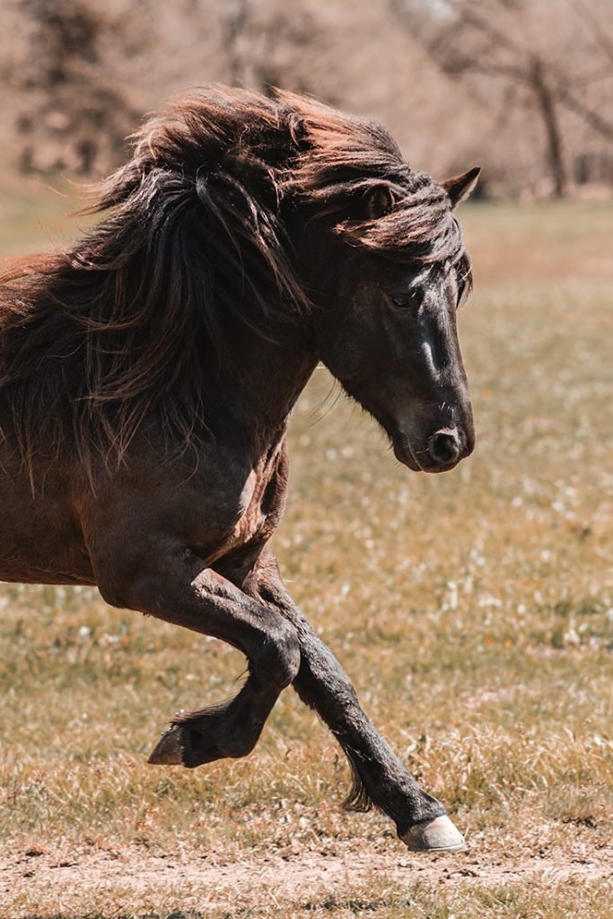 Island Pferd Fotoshooting