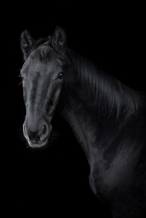 Portrait Pferd
