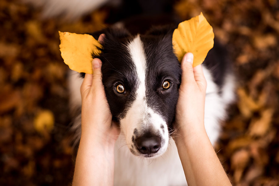 Hunde-Portrait Herbst