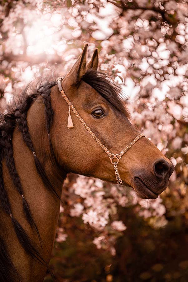 Foto Pferd Blüten
