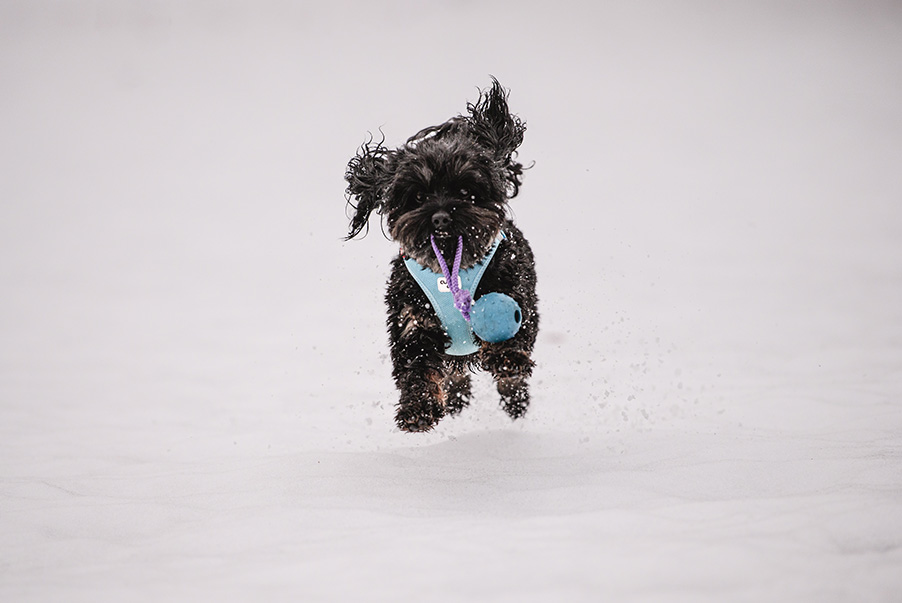 Hunde-Fotoshooting im Schnee